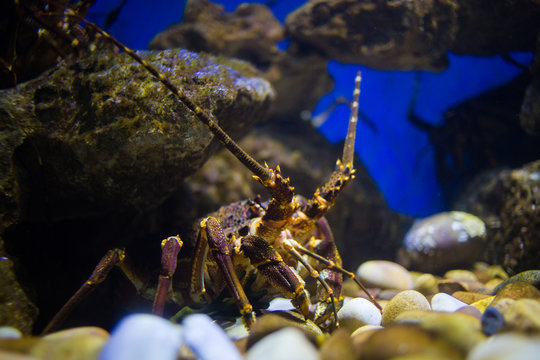 Close up image of a rock lobster in an aquarium, close to the west coast of south africa
