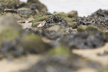 Common Sandpiper (Actitis hypoleucos)