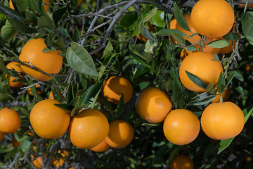 Tree with oranges.
