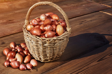 Many small onions in rustic basket on wooden table. Fresh red onions on the wooden table. Free space for your text.