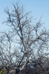A dried tree.