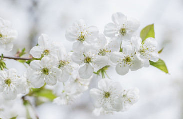 Cherry tree blossom close-up. White cherry flower on natural white background 