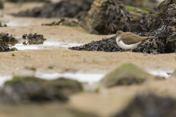 Common Sandpiper (Actitis hypoleucos)