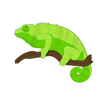 Green chameleon on branch. Vector illustration with tropical lizard