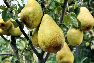 
   close-up of big ripe pears on a tree branch in the orchard