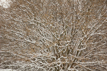 Winter background with trees, snowy branches of trees, winter weather.
