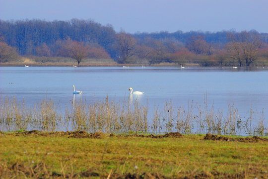 Swans on the lake in spring