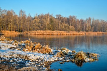 Winter morning landscape. Plants and trees by the lake.