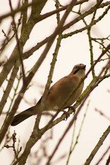 Obraz premium An apple on a tree, feeding birds in winter.