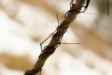 Dry branch, stick, autumn background.