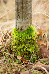 Spring background, melting snow on a meadow, growing grass end of winter.