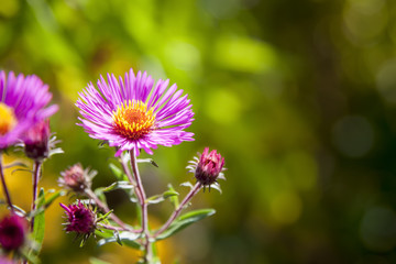 pink aster in the garden