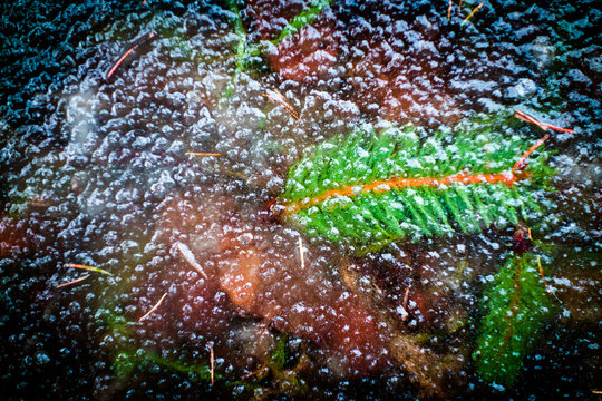 Under ice textures of grass and leaves. Saturated image.