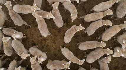 Aerial view over a flock of sheep on a farm