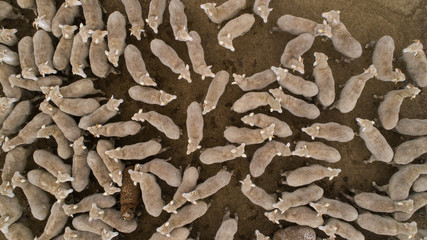 Aerial view over a flock of sheep on a farm