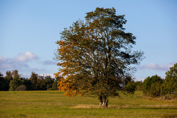 einzel stehender Baum mit Laubfärbung im Herbst