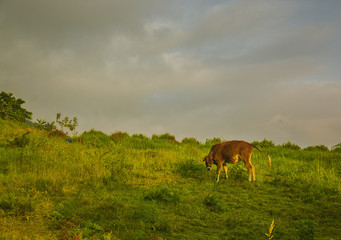 Cow and landscape