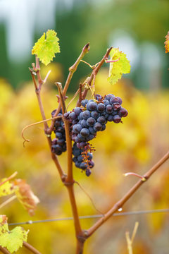 autumn vineyard with grapes