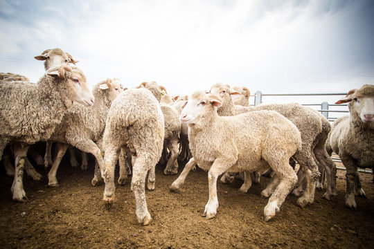 Close up wide angle view of a flock of sheep in a holding pen on a farm