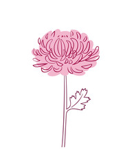 Floral art - pink Aster. Vector illustration on white