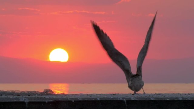Slow motion shot of lonely gull looking at sea from the pier and flying away. Scene at sunset