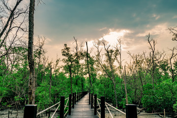 Wood bridge with rope fence in mangrove forest with dead trees and grey sky and clouds. Rain is coming.