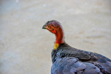 Bush Turkey