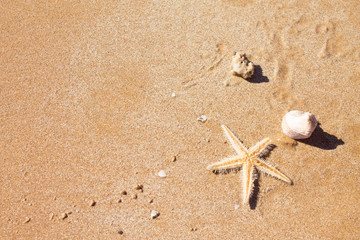 Sea shells and starfish on a sandy beach. Summer beach background. Top view.
