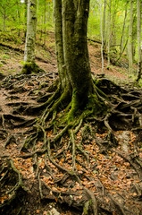 Root base.