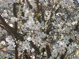 Flor de almendro
