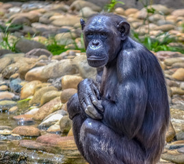 Gorilla