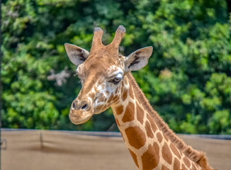 Giraffe