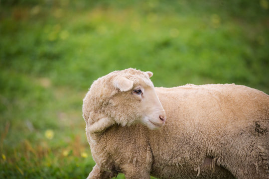 Close up view of a flock of sheep on a green pasture