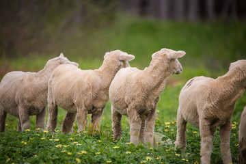 Obraz premium Close up view of a flock of sheep on a green pasture