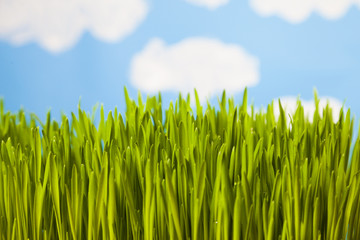 Fototapeta na wymiar Green grass against the sky