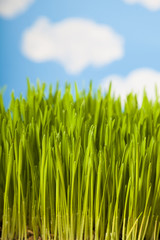 Fototapeta na wymiar Green grass against the sky