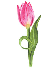 Single watercolor tulip on white background