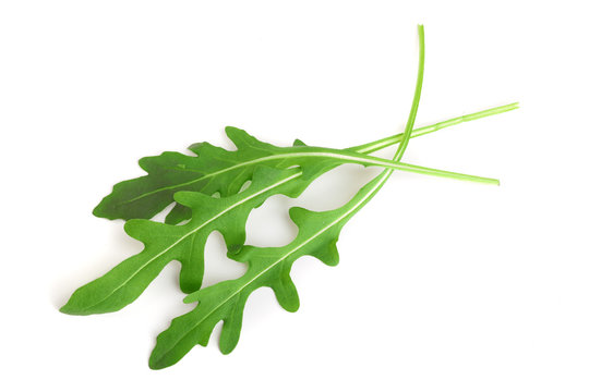 Green fresh rucola or arugula leaf isolated on white background macro