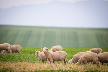 Close up view of a flock of sheep on a green pasture