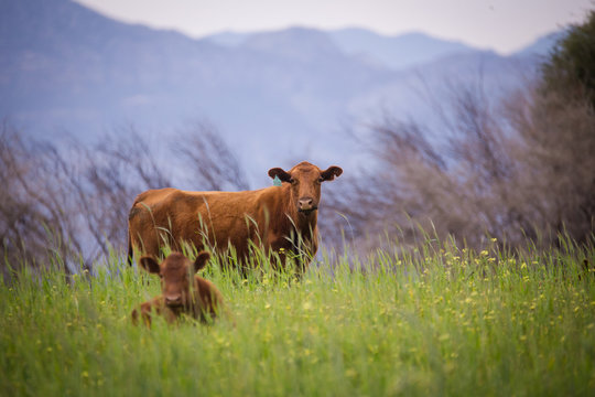 Close up image of a cow / cattle in a green meadow