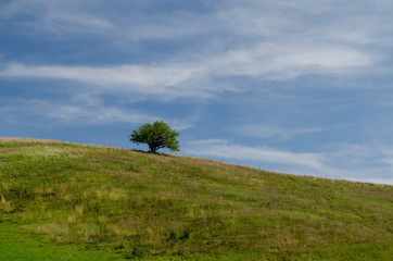 Fototapeta na wymiar Tree on horizont