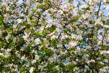 flowering white apple tree