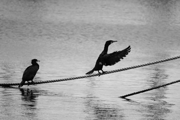 cormorant on hunting in the sea