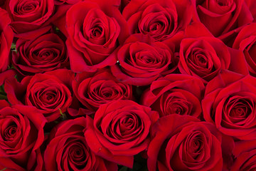 Red roses background