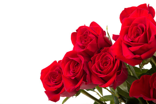 Red Roses On White Background