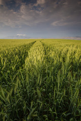 Wide angle landscape image of a bright green wheat field in the Swartland area in the western cape of south africa