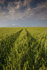 Wide angle landscape image of a bright green wheat field in the Swartland area in the western cape of south africa