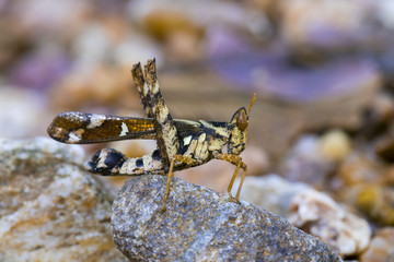 Image of Conjoined Spot Monkey-grasshopper (female), Erianthus serratus on the rock. Insect Animal