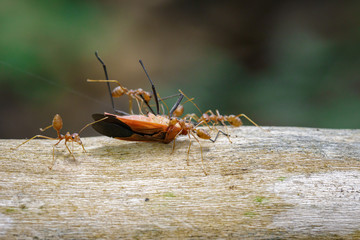 Image of Red Ants eating Red Cotton Bug on nature background. Insect. Animal