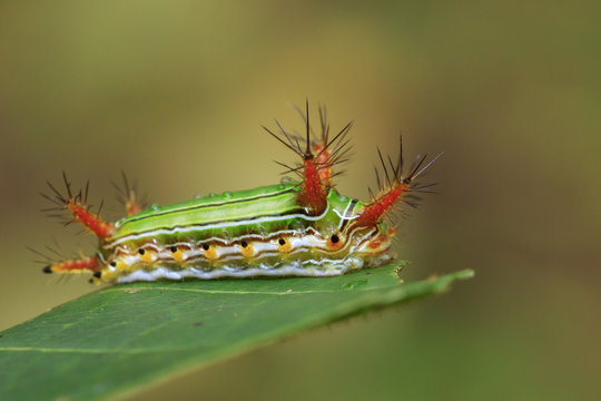 Image of Stinging Nettle Slug Caterpillar (Cup Moth, Limacodidae) "Green Marauder" on green leaves. Insect Animal.